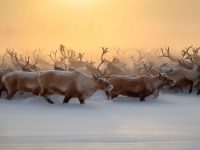 Rebaño de renos pasando el invierno.